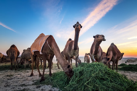 A landscape with a group of camels in Al-Sarar desert, Saudi Arabiaの写真素材