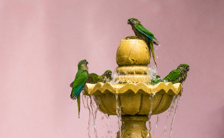 A shot of a group of Maroon-bellied Parakeet drinking waterの写真素材