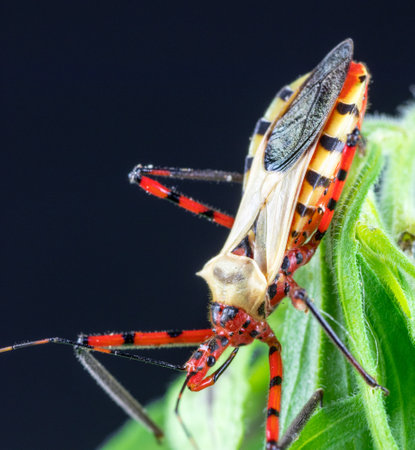 A closeup shot of a red insect on a leafの写真素材