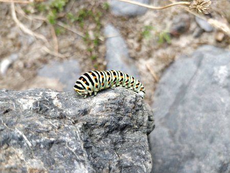 A colorful caterpillar on a rockの写真素材