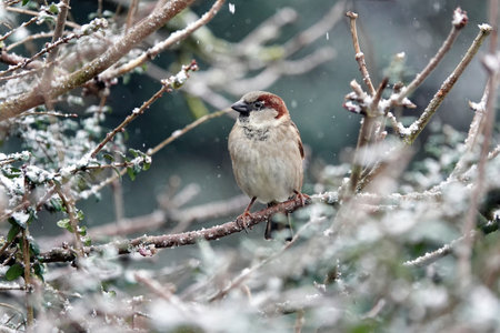 A closeup shot of a house sparrowの写真素材