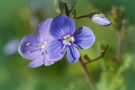 A closeup of blue germander speedwell flowers in a sunny garden with blurred green backgroundの写真素材