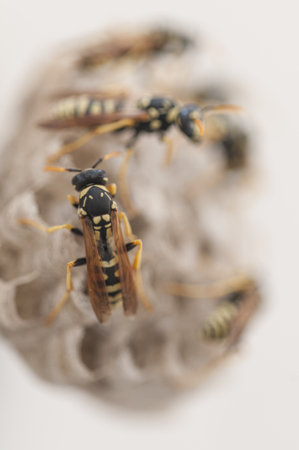 A vertical shot of a group of wasps building a nestの写真素材