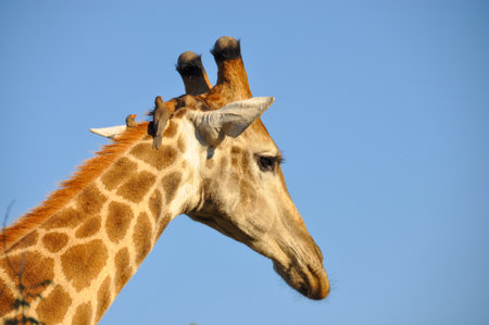 A closeup shot of a giraffe head with blue sky as background /African wildlifeの写真素材