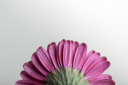 flowers, macro of half a pink petal flower viewed from behind on a white background with space to write, horizontal photoの写真素材