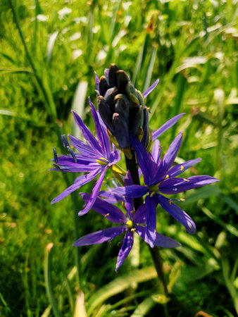 A closeup shot of beautiful purple camas flowers in a field