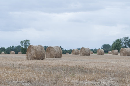 The hay rolls in a valley in the French Brittany Regionの写真素材