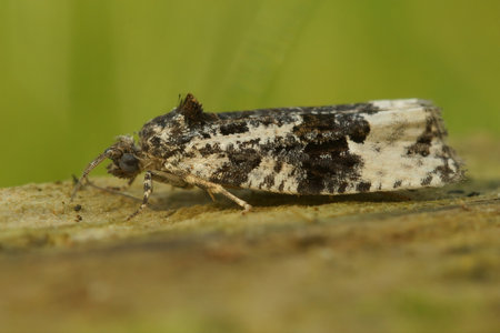 A closeup shot of a White-shouldered marble on green background