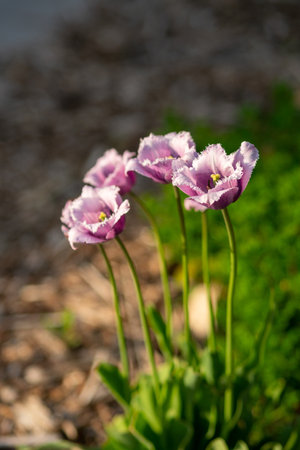 A closeup shot of beautiful pink primrose flowers in a fieldの写真素材