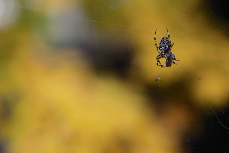 The Araneus spider on spider web with copy spaceの写真素材