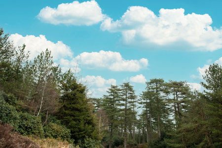 A beautiful landscape in the Puddletown Forest, Dorset, UKの写真素材