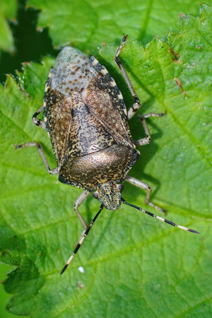 A vertical shot of a marble bug on a green leaf