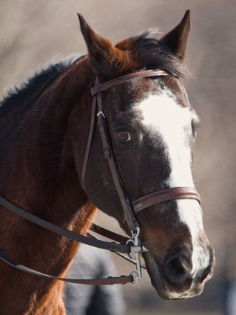 A vertical shot of a brown and white horse's portraitの写真素材