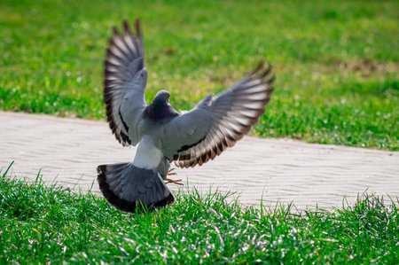 A closeup of a flying pigeon on a parkの写真素材