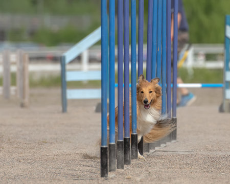 A Shetland Sheepdog doing slalom on a dog agility courseの写真素材