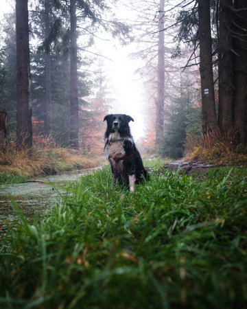 A vertical shot of a black and white border collie in the forestの写真素材