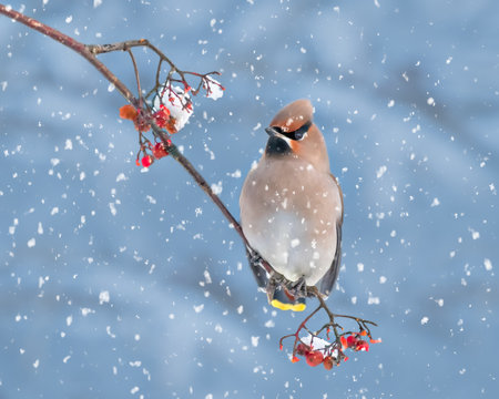 A selective focus of the Bohemian waxwing bird perching on the branch during snowfallの写真素材
