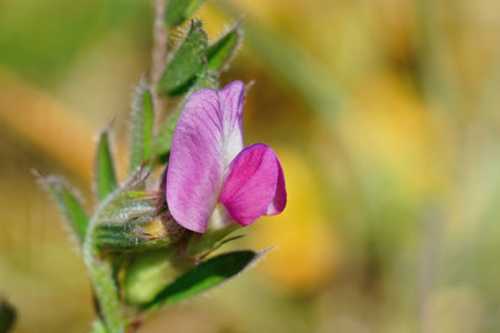 A selective focus of a Vicia sativa flowerの写真素材