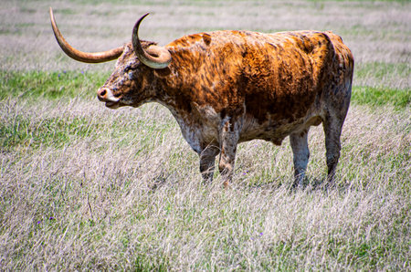 Brown Texas longhorn bull grazing in early springの写真素材