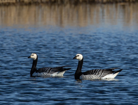 Two geese swimming in a lake at daytimeの写真素材