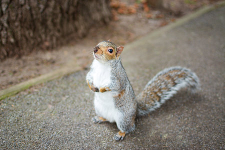 A closeup shot of a fox squirrelの写真素材