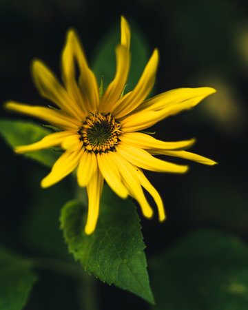 A closeup shot of a cosmos flowerの写真素材