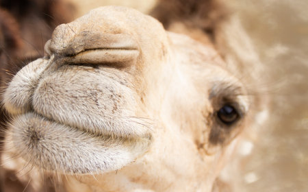 A closeup shot of a camel's faceの写真素材