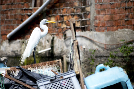 A heron perched near a dumpsterの写真素材