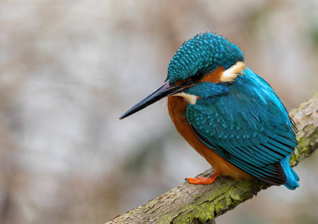 A closeup shot of a common kingfisher bird on a branchの写真素材
