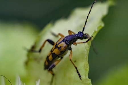 A closeup of a spotted longhorn on a leaf in a field under the sunlight with a blurry backgroundの写真素材