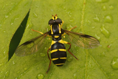 A closeup shot of a sperb ant-hill hoverfly on a green leaf with droplets - Xanthogramma pedissequumの写真素材