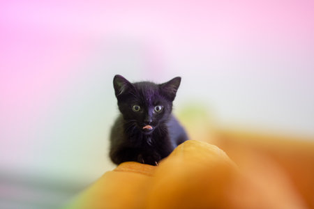 A closeup shot of a cute black kitten lying on the yellow pillows of a couchの写真素材