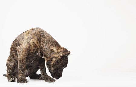 A cute puppy sniffing the ground or looking for prize with space for text on white backgroundの写真素材