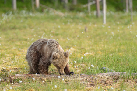 The young Brown bear (Ursus arctos) sniffing the fallen tree trunkの写真素材
