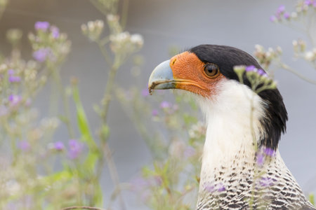 A closeup shot of the head of a Phalcoboenus mountain bird in the greenery