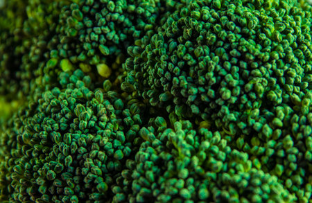 A macro of a green, tasty broccoli headの写真素材