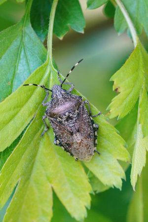 A vertical shot of a mottled shieldbug on green leaves