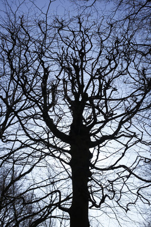 A vertical shot of the silhouette of a bare tree in Germany- concept for horror, paranormalの写真素材