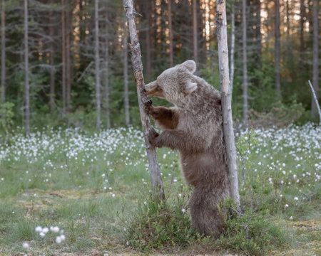 A brown bear standing on his hind legs licking honeyの写真素材
