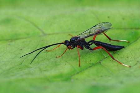 Closeup of a colorful Ichneumonid wasp, Buathra laborator , on a green leafの写真素材