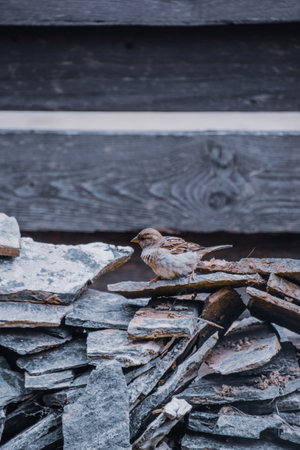 A vertical shot of sparrow perched a pile of flagstonesの写真素材