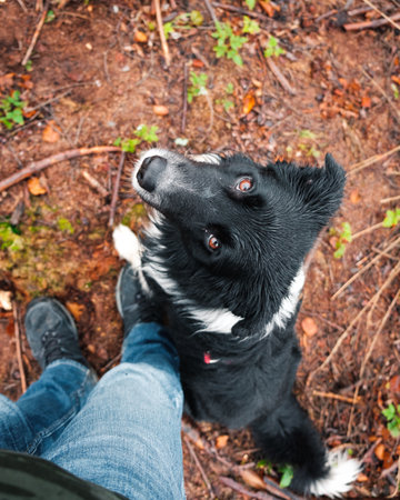 A high angle shot of a black and white border collie in forestの写真素材
