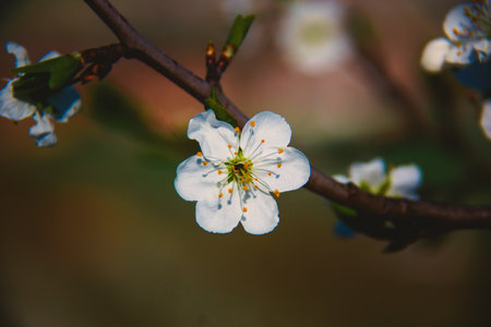 A closeup shot of a white flower on a cherry blossom tree in spring under a bright sunlight