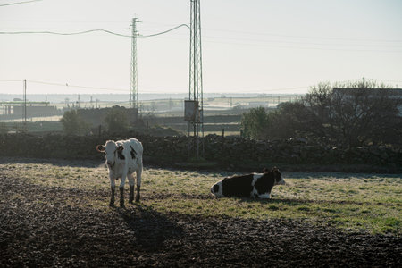 the cows grazing in the field with stone fence and power lines
