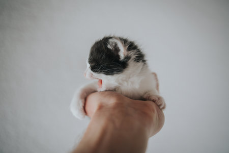 A sleepy black and white kitten yawning in its owner's palmの写真素材