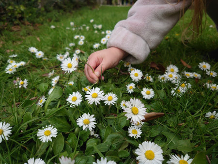 A young girl picking daisy flowers in a gardenの写真素材