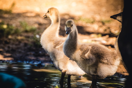 A couple of cute ducks on a farm standing on the waterの写真素材