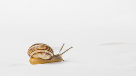 A snail isolated on a white backgroundの写真素材
