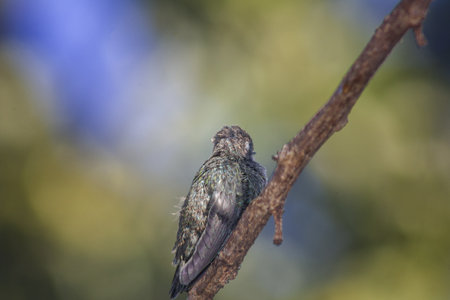 A hummingbird perched on tree branchの写真素材