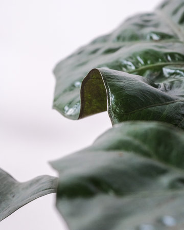 A vertical closeup shot of textures on a leaf